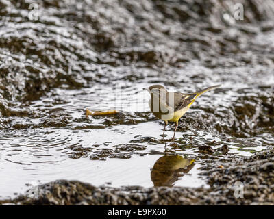 Eine Schafstelze [Motacilla Flava] bietet einen einzigartigen und intimen Einblick in sein Leben am Rand Wassers. Stockfoto