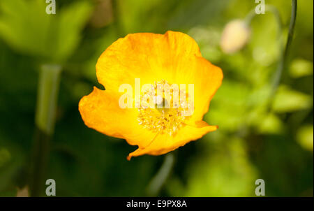 Nahaufnahme von einem walisischen Mohn (Meconopsis Cambrica) Orangenblütenwasser Stockfoto