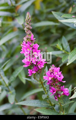 Lythrum Salicaria 'Feuerkerze' Blume. Stockfoto