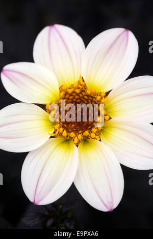 White Dahlia mit einem rosa Flush in einer krautigen Grenze wachsen. Stockfoto