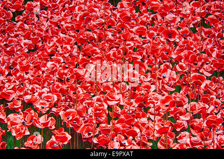 Nahaufnahme von der Mohn an der Blut Mehrfrequenzdarstellung Länder und Meere von Red Installation an der Tower of London Stockfoto