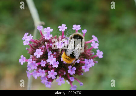 Bombus Lapidarius, Red Tailed Bumble Bee Fütterung auf Eisenkraut Blumen, Wales, UK. Stockfoto