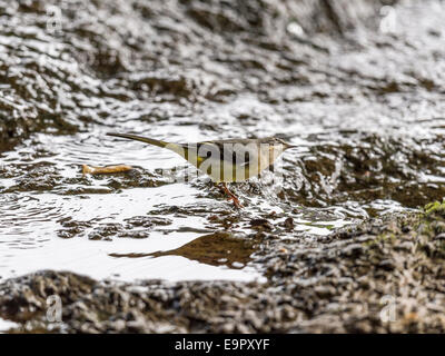 Eine Schafstelze [Motacilla Flava] bietet einen einzigartigen und intimen Einblick in sein Leben am Rand Wassers. Stockfoto