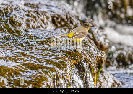 Eine Schafstelze [Motacilla Flava] bietet einen einzigartigen und intimen Einblick in sein Leben am Rand Wassers. Stockfoto