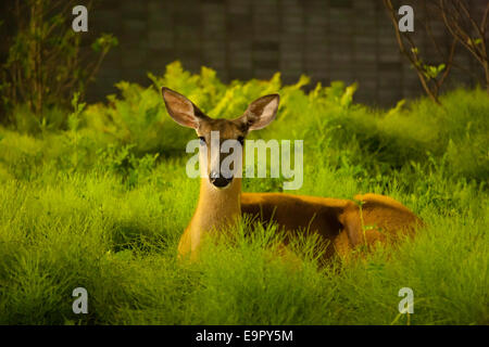 Ein weiß - angebundene Rotwild (Odocoileus Virginianus) sitzen in einer Wiese. Mississauga, Ontario, Kanada. Stockfoto