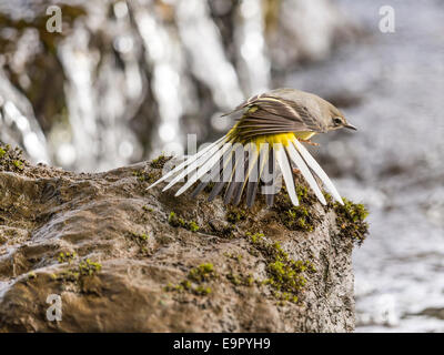 Eine Schafstelze [Motacilla Flava] bietet einen einzigartigen und intimen Einblick in sein Leben am Rand Wassers. Stockfoto