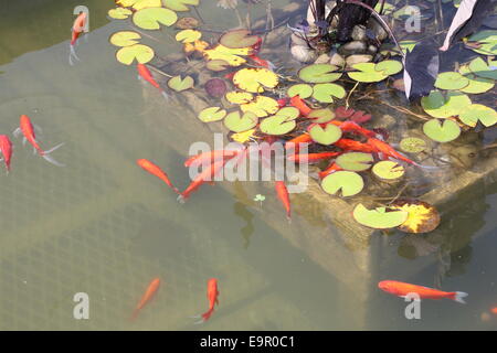 Ein wenig Troubling von Goldfischen in einem kleinen Outdoor-Teich Stockfoto