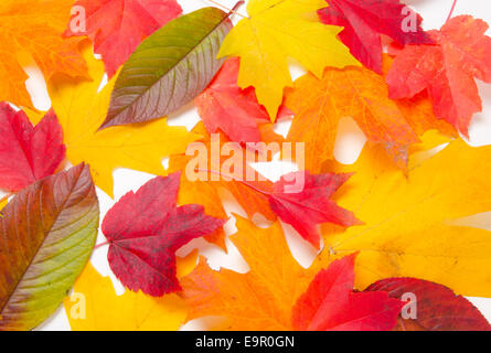 Nahaufnahme von einer Mischung der Blätter zu Spitzenzeiten Herbst Farbe einen schöne Herbst-Hintergrund schafft. Warmen Studiobeleuchtung mit einer Softbox. Stockfoto