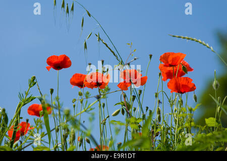 San Gimignano, Toskana, Italien. Wilder Mohn (Papaver Rhoeas) am Straßenrand wachsen. Stockfoto