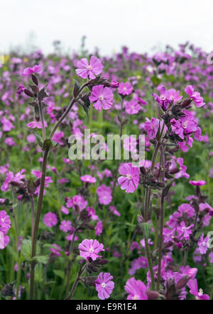 Dianthus Deltoides - Mädchen rosa Blüten in der Hampshire-Landschaft Stockfoto