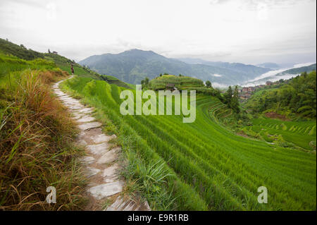 Pfad auf den Longsheng Reis Terrasse, Dragon es Rückgrat, Longji, China. Stockfoto