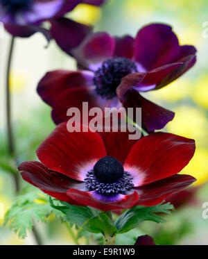 Anemone Coronaria Bordeaux Maroon Burgund dunkel rot Frühling Zwiebeln blühen Blumen Closeup selektiven Fokus RM Floral Stockfoto