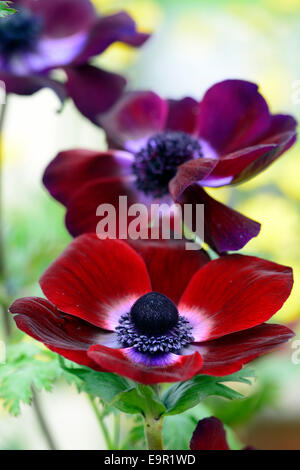Anemone Coronaria Bordeaux Maroon Burgund dunkel rot Frühling Zwiebeln blühen Blumen Closeup selektiven Fokus RM Floral Stockfoto