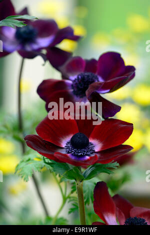 Anemone Coronaria Bordeaux Maroon Burgund dunkel rot Frühling Zwiebeln blühen Blumen Closeup selektiven Fokus RM Floral Stockfoto