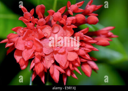 Rote Blume von Ixora Chinensis Lamk (West Indian Jasmine) kleiner als normal in Thailand Stockfoto