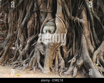 Kopf der Buddha-Statue in die Baumwurzeln im Wat Mahathat, Ayutthaya, Thailand. Stockfoto
