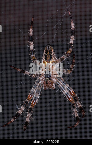 Underbelly cross Spider (orb Weaver), Web auf Haus-Bildschirm Stockfoto