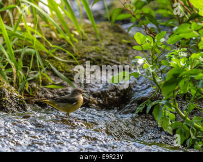 Eine Schafstelze [Motacilla Flava] bietet einen einzigartigen und intimen Einblick in sein Leben am Rand Wassers. Stockfoto