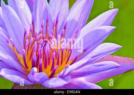 Pollen der lila Lotus (Nymphaea Nouchali), schöne Blume in Thailand hautnah Stockfoto