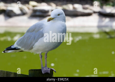 Möwe auf einem Holzzaun mit einem grünen Teich im Hintergrund Stockfoto