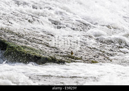 Atemberaubende und einzigartige Bilder der Schafstelze posiert, putzen und füttern im natürlichen Lebensraum zwischen Felsen am Rand eine Fluss-Wehr. Stockfoto