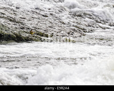 Atemberaubende und einzigartige Bilder der Schafstelze posiert, putzen und füttern im natürlichen Lebensraum zwischen Felsen am Rand eine Fluss-Wehr. Stockfoto