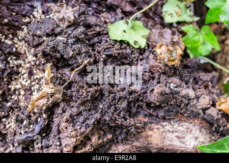 Schwarz orange Ameisenkolonien auf schwarzem Grund bräunlich Ameisenhaufen mit weißen Eiern, dunkle Krümel, Essen, schwarze Löcher, grüne und gelbe Blätter in einen italienischen Garten an einem sonnigen Sommertag Stockfoto