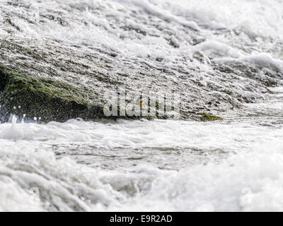 Atemberaubende und einzigartige Bilder der Schafstelze posiert, putzen und füttern im natürlichen Lebensraum zwischen Felsen am Rand eine Fluss-Wehr. Stockfoto