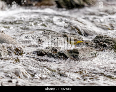 Eine Schafstelze [Motacilla Flava] bietet einen einzigartigen und intimen Einblick in sein Leben am Rand Wassers. Stockfoto