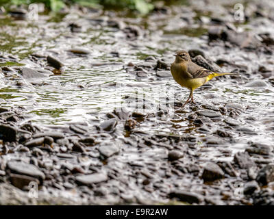 Eine Schafstelze [Motacilla Flava] bietet einen einzigartigen und intimen Einblick in sein Leben am Rand Wassers. Stockfoto