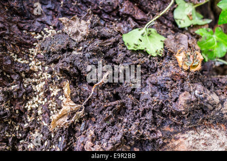 Schwarz orange Ameisenkolonien auf schwarzem Grund bräunlich Ameisenhaufen mit weißen Eiern, dunkle Krümel, Essen, schwarze Löcher, grüne und gelbe Blätter in einen italienischen Garten an einem sonnigen Sommertag Stockfoto