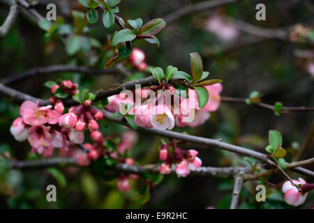 Chaenomeles Speciosa Moerloosei blühende Quitte Sorte winterhart Strauch weiße rosa Blumen Frühling Blume Blüte Blüte RM Floral Stockfoto