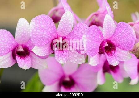 Dendrobium Orchideen Hybriden ist weiß und rosa Streifen in Thailand Stockfoto