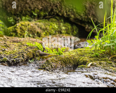 Eine Schafstelze [Motacilla Flava] bietet einen einzigartigen und intimen Einblick in sein Leben am Rand Wassers. Stockfoto