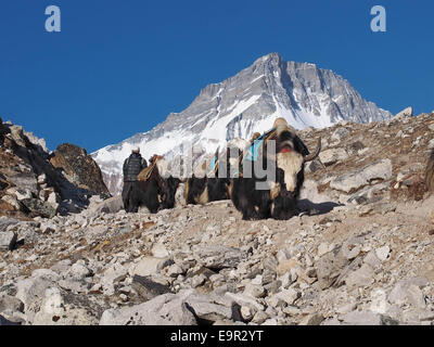 Yaks auf dem Trail, Everest Base Camp Trek, Khumbu-Region, Nepal. Stockfoto