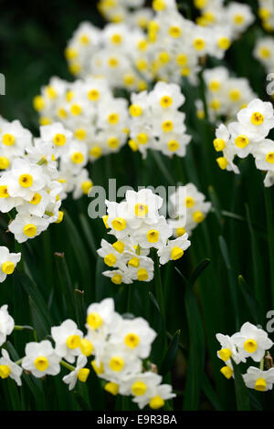 Narzisse Lawine Blumen Blüte Blüten weiße Creme Gelb Farben Farben Frühling Nahaufnahmen Nahaufnahmen ups Multi-Kopf unter der Leitung Stockfoto