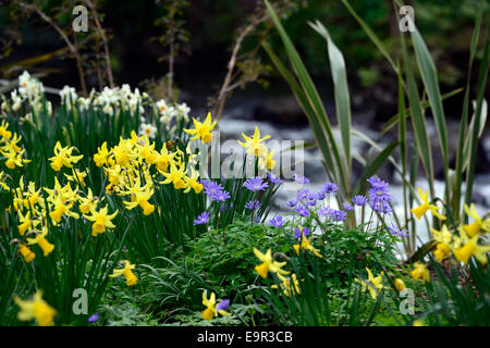 Narzisse Februar gold Anemone Blanda blaue Farbtöne mischen gemischte Pflanzung Schema gelb blauen Farbgebung RM Floral Kombination Stockfoto