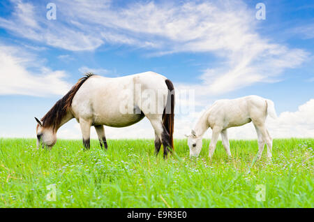 Weißes Pferd Stute und Fohlen grasen auf der Weide von Thailand auf blauen Himmelshintergrund Stockfoto