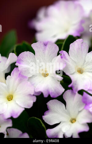 Primula Allionii Ethel Wilkes lila weiße Blumen Primel Flora Blumen Blüte Blüte rosa Makro Nahaufnahme hautnah Stockfoto