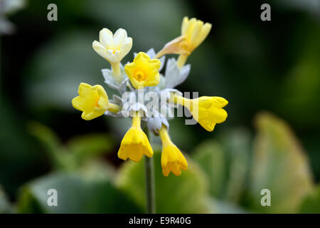 Primula Palinuri gelbe Blumen duftende Blüte Blüte Blume Primel krautige mehrjährige Pflanze RM Floral Stockfoto