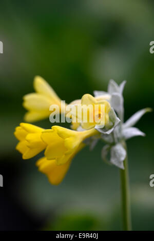 Primula Palinuri Primel gelben Blüten Dolden Trichter geformte duftende immergrüne mehrjährige Rosette bildenden Primel RM Floral Stockfoto