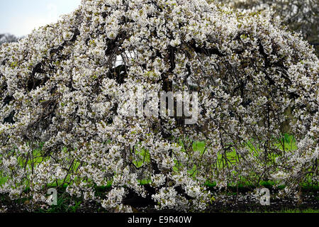 Prunus Subhirtella Var Pendel Rosea weiße Kirschbaum Blumen blühen Blüte Blume Blüte Frühling kompakte Form RM Floral Stockfoto