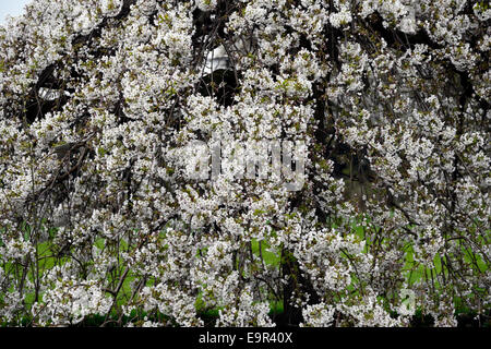 Prunus Subhirtella Var Pendel Rosea weiße Kirschbaum Blumen blühen Blüte Blume Blüte Frühling kompakte Form RM Floral Stockfoto