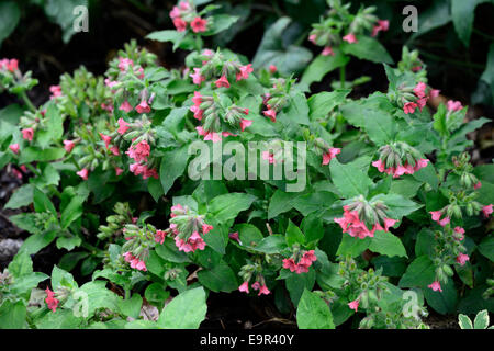 Pulmonaria Rubra Bowles rote Lungenkraut Closeup Pflanze Porträts Stauden rote Blumen Frühling Stockfoto