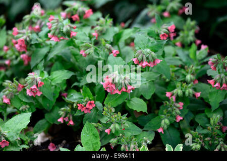 Pulmonaria Rubra Bowles rote Lungenkraut Closeup Pflanze Porträts Stauden rote Blumen Frühling Stockfoto