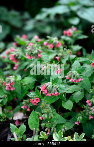 Pulmonaria Rubra Bowles rote Lungenkraut Closeup Pflanze Porträts Stauden rote Blumen Frühling Stockfoto