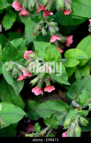 Pulmonaria Rubra Bowles rote Lungenkraut Closeup Pflanze Porträts Stauden rote Blumen Frühling Stockfoto