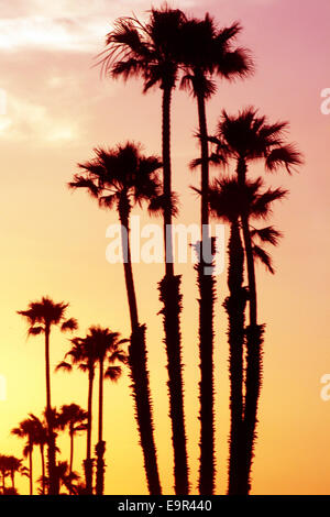 Palm Bäume Sonnenuntergang Silhouette Stockfoto