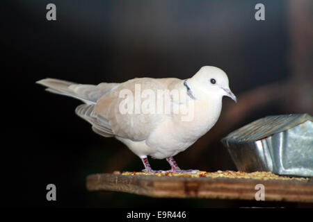 Ring-Necked Taube Ringneck Taube Fütterung Streptopelia capicola Stockfoto