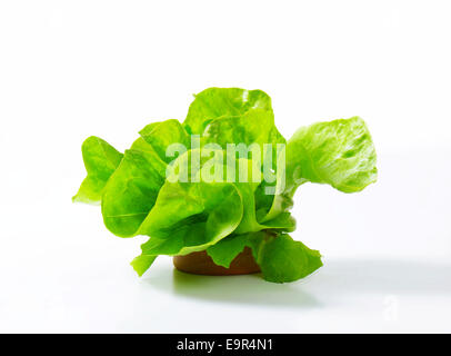 Kopfsalat - auch bekannt als Boston oder Bibb Salat Stockfoto